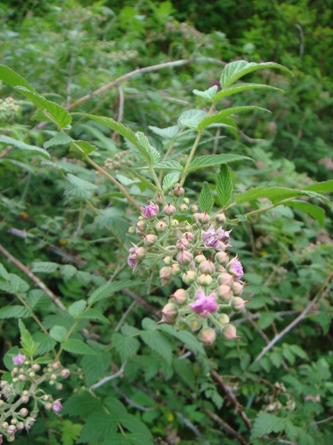 Rubus cockburianaus fleur P18